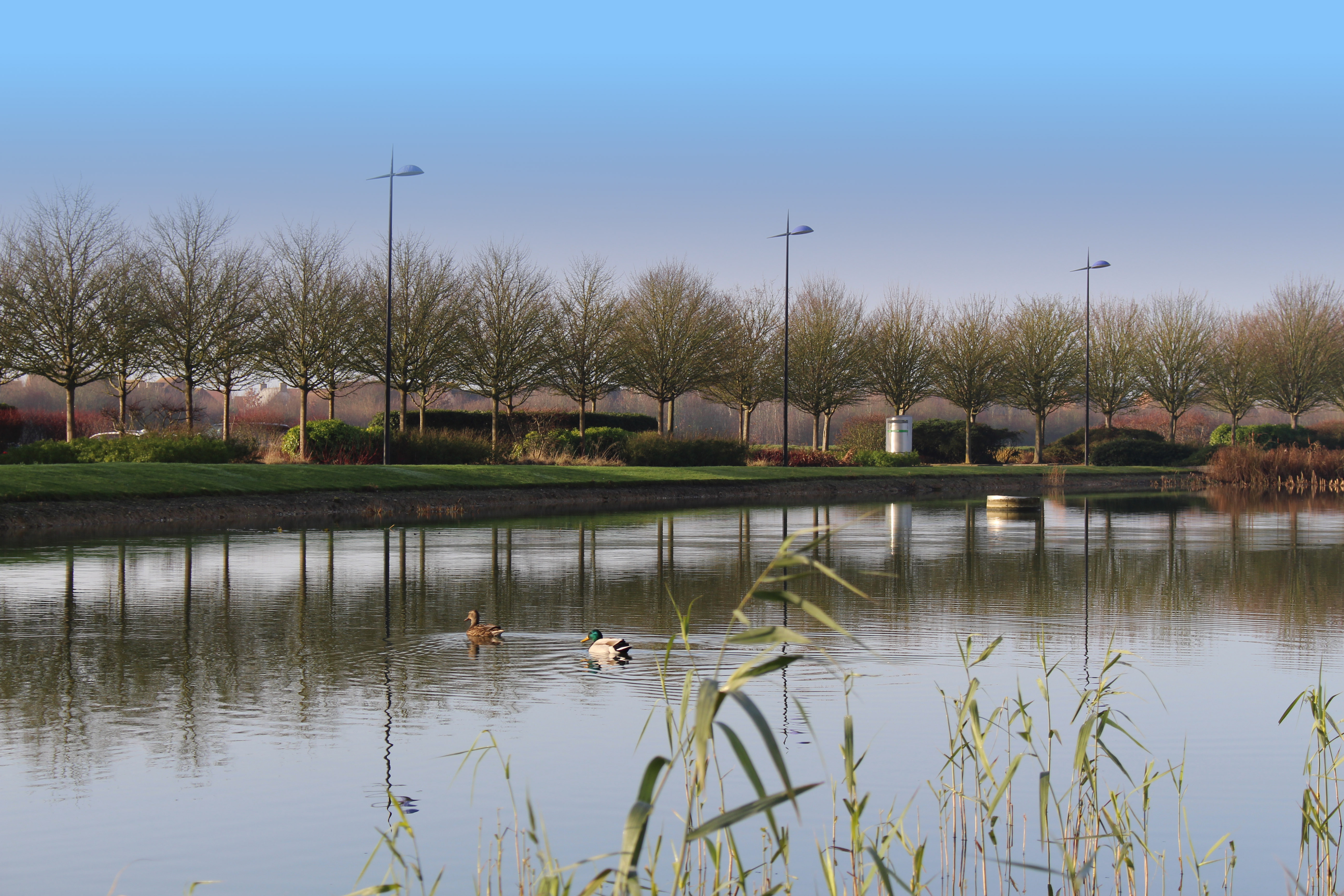 Ducks on lake in front of Global Graphics Software office building